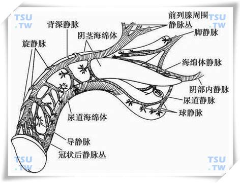 陰莖種類|陰莖(陽具):解剖結構,組織學結構,兩種自然狀態,相關疾病與治療,